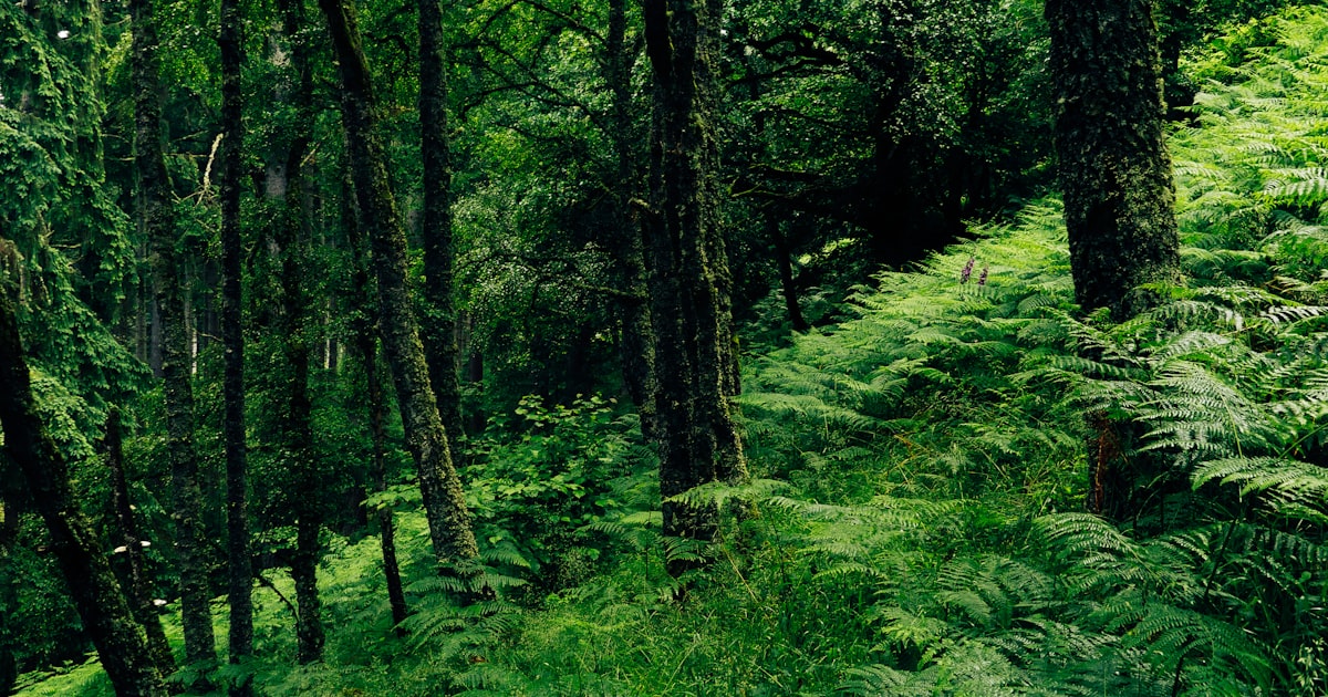 Türkiye'de Sürdürülebilir Macera: Çevre Dostu Aktivite Rehberi