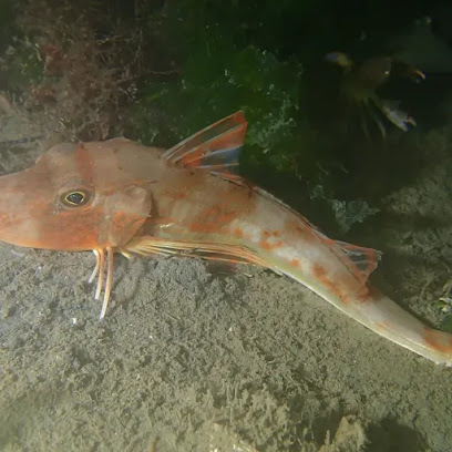 Afalina Su Sporları Kulübü