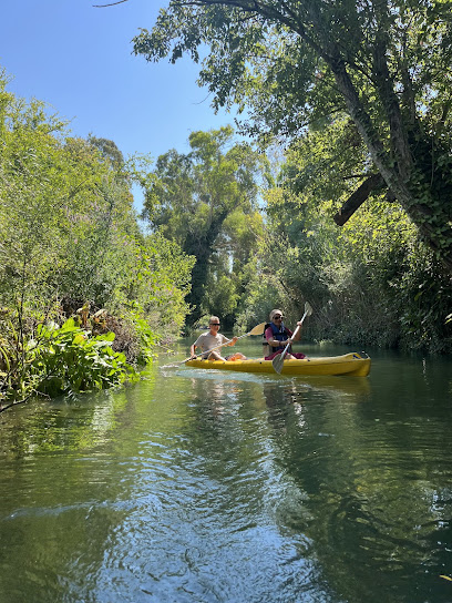 Akcapinar Amazon Kano