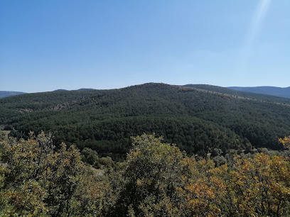 Akdağmadeni Şehitler Ormanı