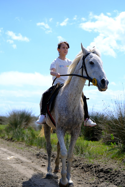 Bilginer atlı safari