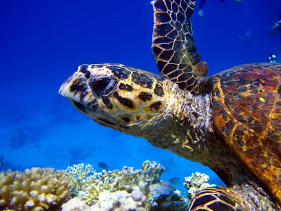 Bursa Dalış Akademisi