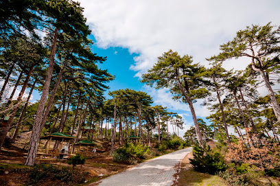 Çamlıca Tabiat Parkı