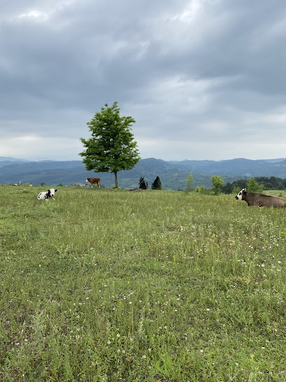 Çamlık Seyir Tepesi