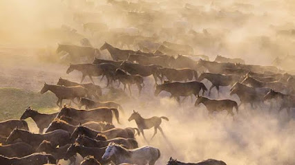 Cappadocia Wild Horses / Cappadocia Equine