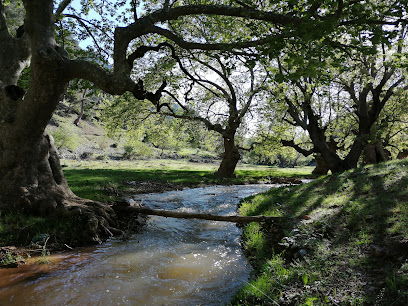 Dereköy Çamlıdere Ormanları Yürüyüş Alanı