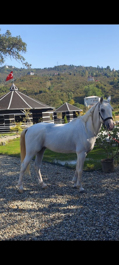 Erbeyler At Çifliği