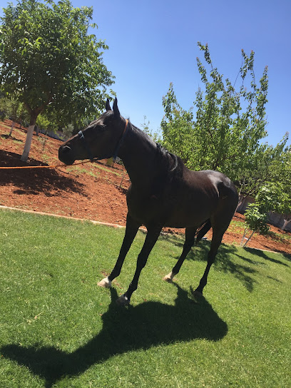 Gaziantep Atla Terapi ve Eğitim Kulübü Derneği GATEKDER