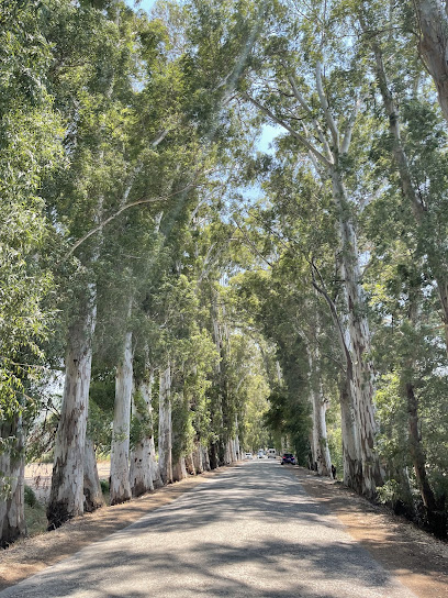 Gökova Eski Ağaçlı Yol