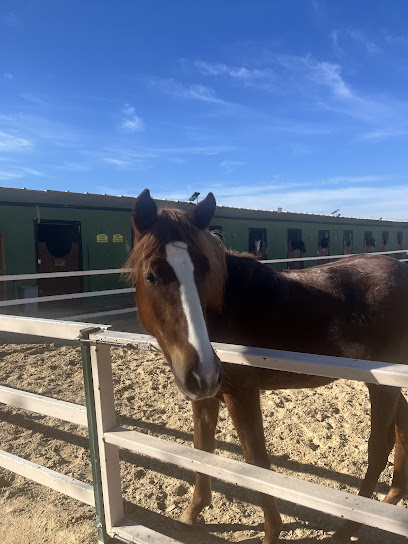 Gölbaşı binicilik merkezi