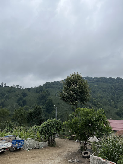 Güzelyayla (Tamala)