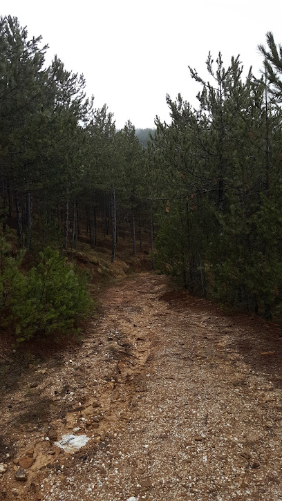 Hisarardı Çam Ormanı