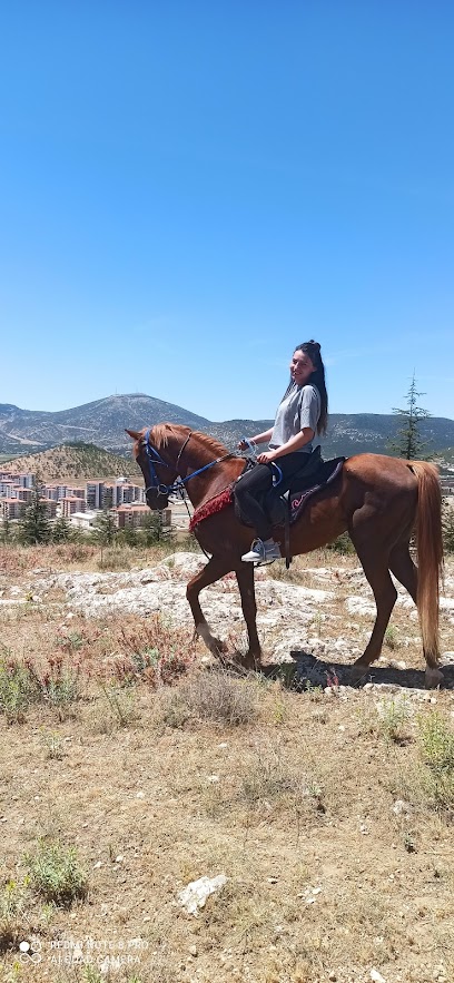 Isparta Safari At Biniciliği