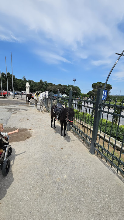 İSTANBUL ATLI CİRİT VE DOĞA SPORLARI SPOR KULÜBÜ DERNEĞİ İKTİSADİ İŞLETMESİ