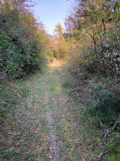 Karanlık dere kanyonu