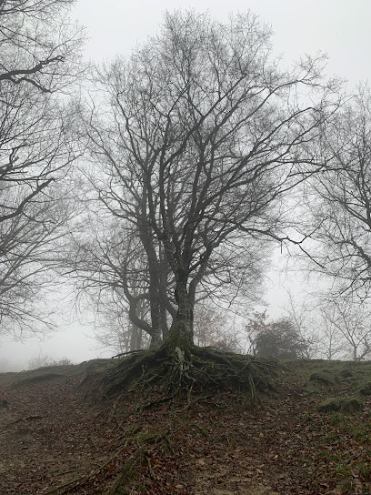 Kartalkaya Kayalıkları