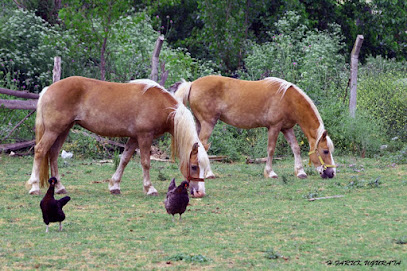 Kenan Bey Binicilik Kulübü