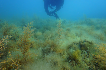 Kerpe Deniz Yıldızları Dalış Okulu