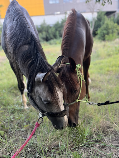 Kocaeli Çayırova Anadolu Atlı Spor Kulübü