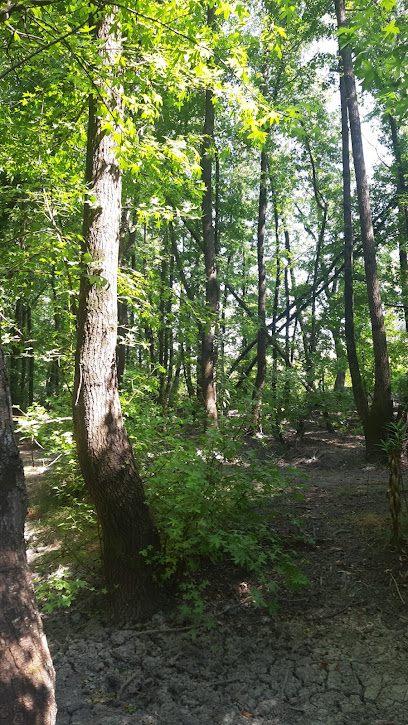 Köyceğiz Sığla Ormanı