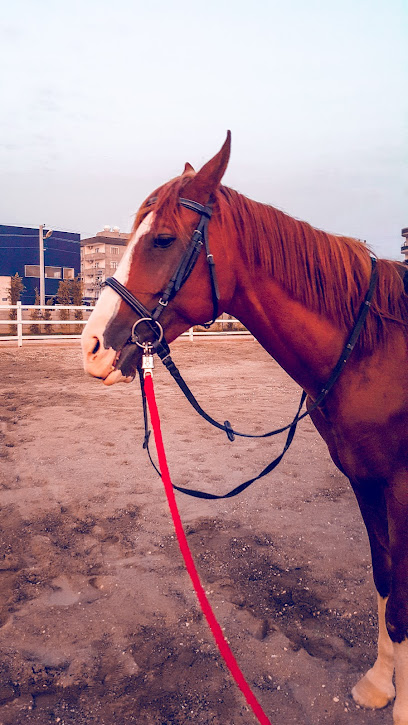Mardin At ve Binicilik Kulübü