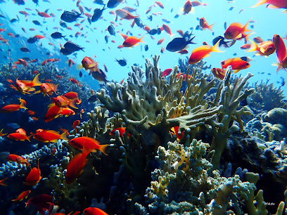 Mersin Poseidon Dalış Merkezi