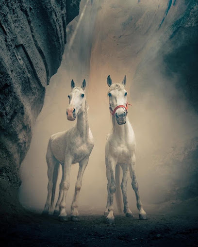 Moonlight Horse Ranch