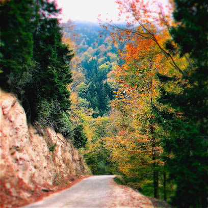 Örümcek Ormanı Tabiatı Koruma Alanı