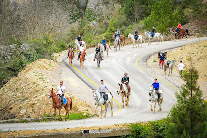 Safranbolu At Çiftliği