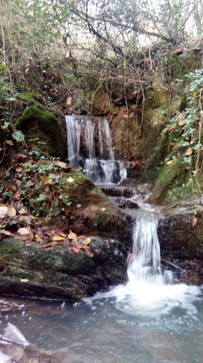 Sekbanlı Köyü Korusu