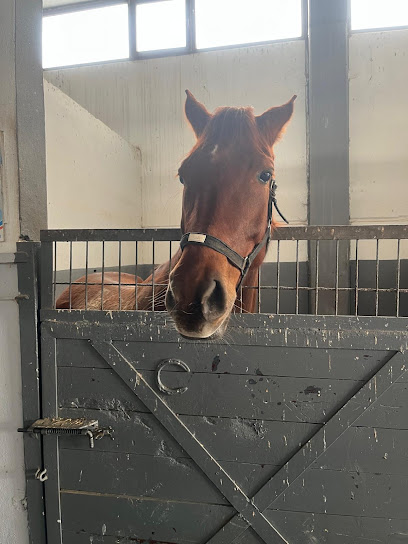 Sultangazi At Binicilik Tesisleri