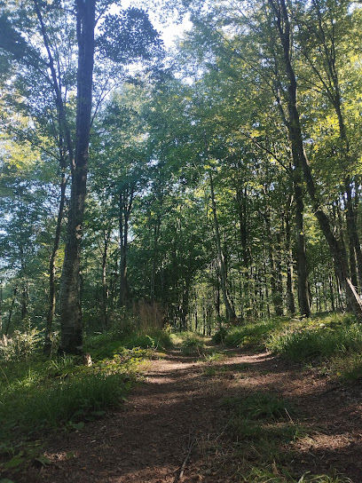 Tumbi ( mangal,doğa yürüyüşü,manzara )