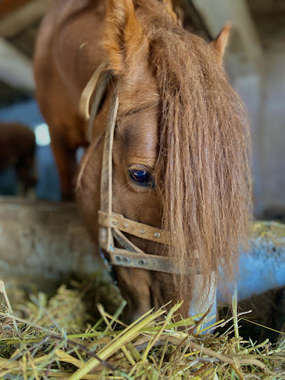 Türkmen Bey At çiftliği