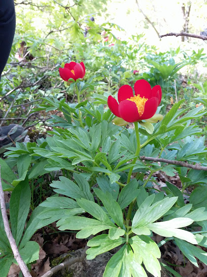 Yalova Trekking Parkurları