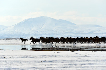 Yilki Horses Kayseri - Cappadocia - Turkey